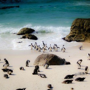 Landausflug: Highlights der Kap-Halbinsel mit Besuch der Pinguinkolonie